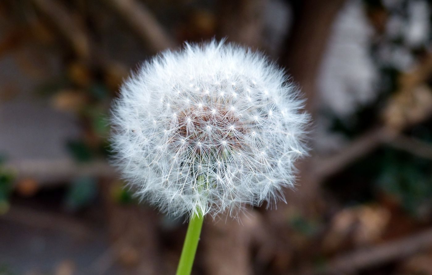 Finding a Maid for Gardening and Outdoor Upkeep in Singapore: Filtering Biodata Realistically